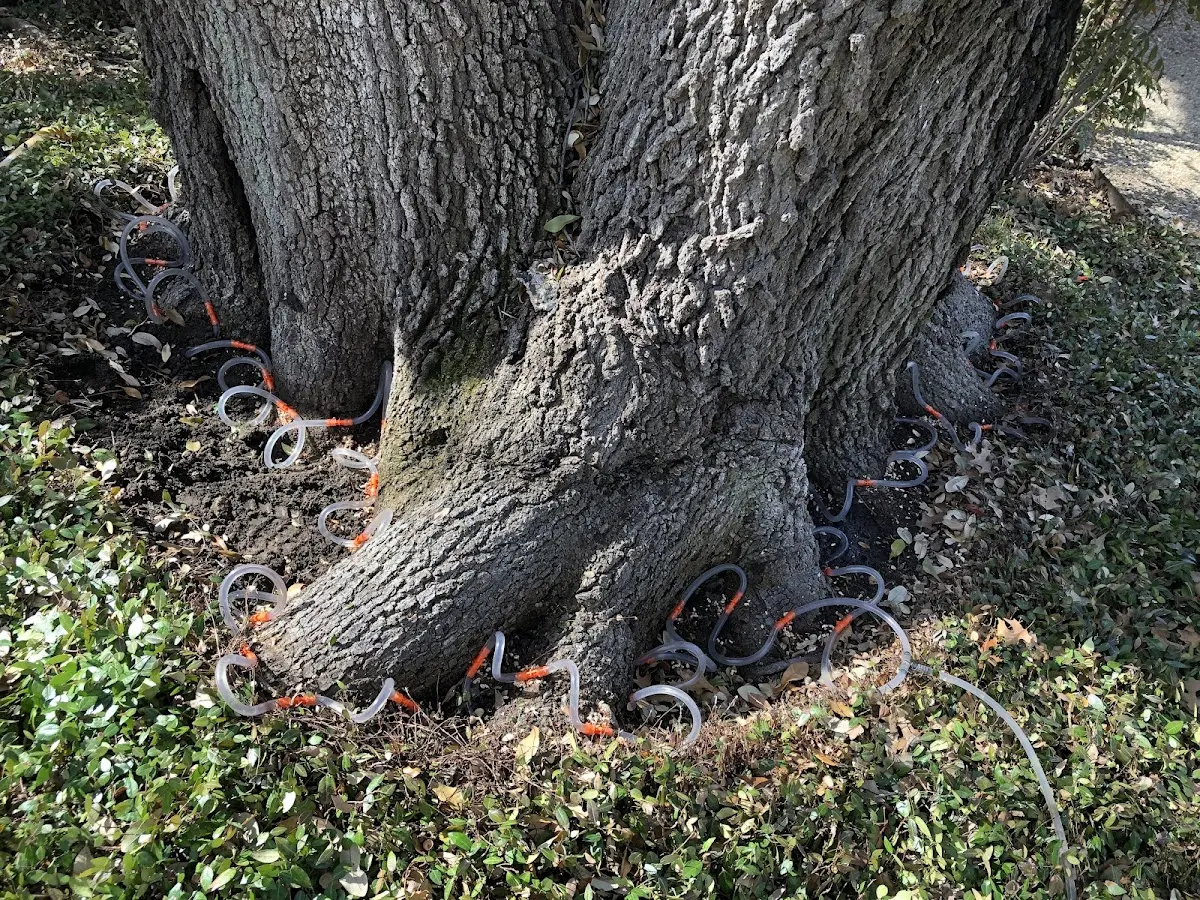 Detailed Tree Cabling and Bracing job site in Priest River