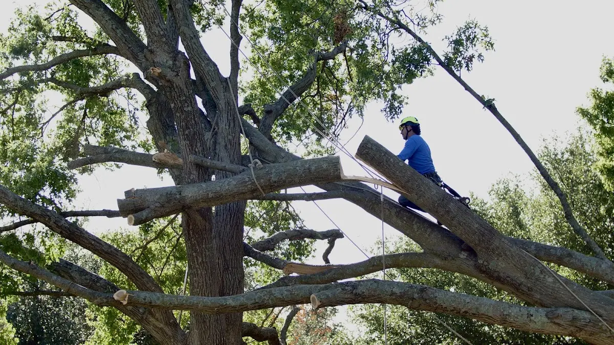 Professional Crown Thinning performed by certified arborists in Priest River