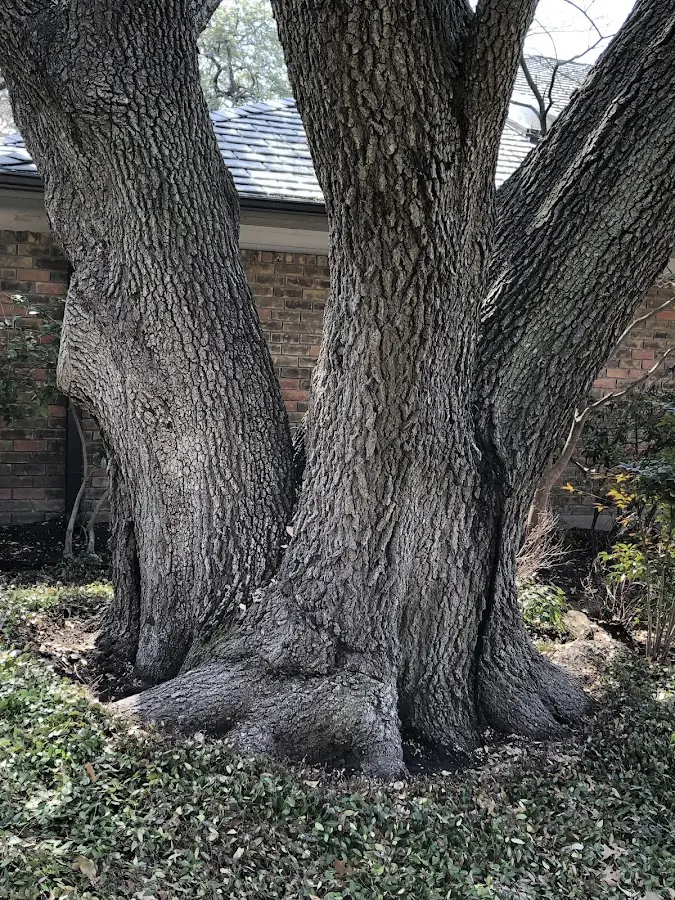 Mature heritage tree close to a Priest River property cared for by certified arborists